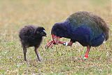 South Island Takahe